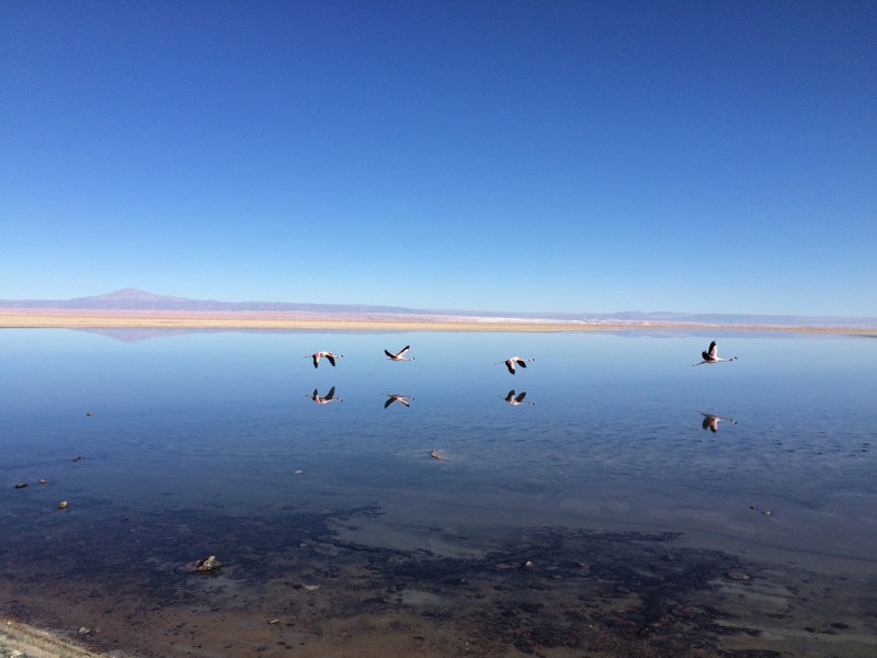 Flamingos flying at Salar de Atacama