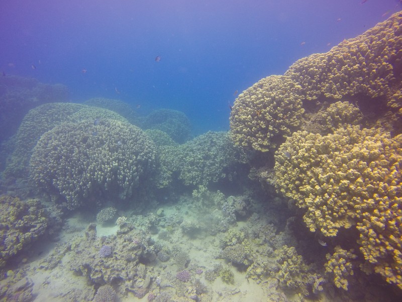 The reef site by the Tank