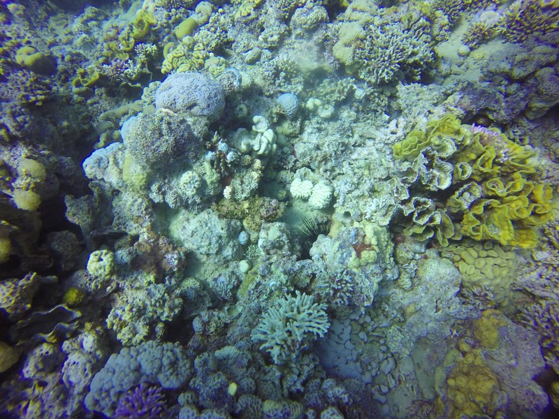Can you spot the two Scorpion fish?