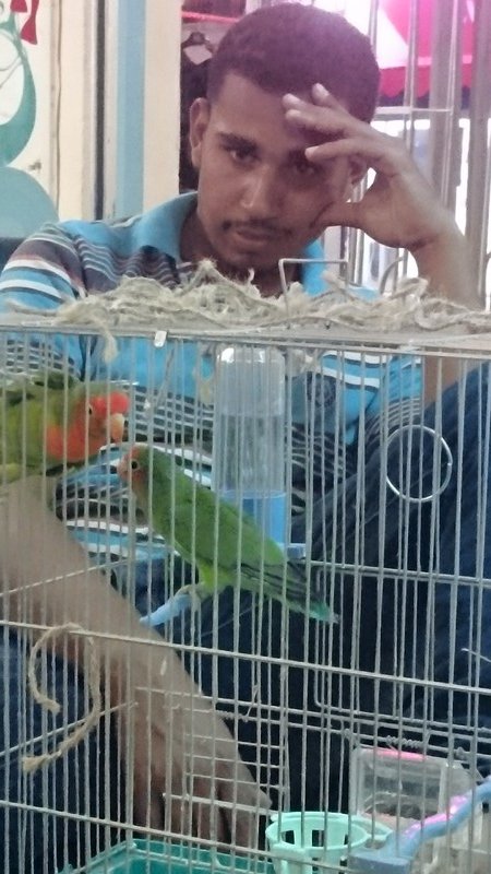 Ahmed's birds...