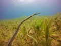 The big double ended pipefish