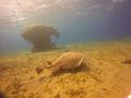 A torpedo ray that can give you quite a shock!
