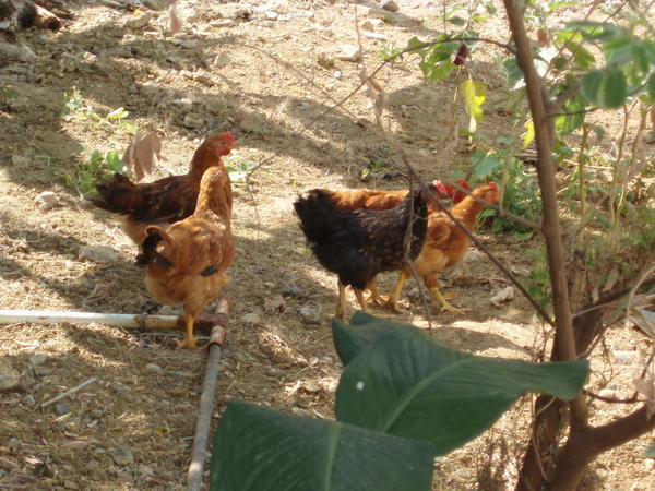 Gang of 5 Chickens