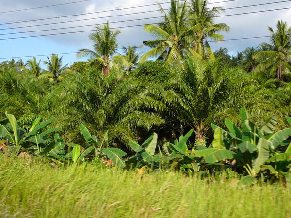 Palm Trees everywhere!