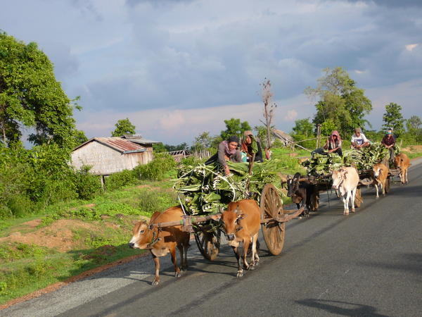 The transport in Cambodia...