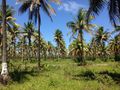Coconut Plantation