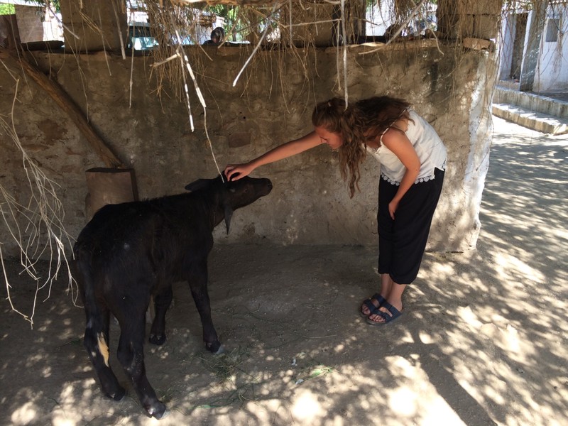 Baby cow at Bishnoi village 