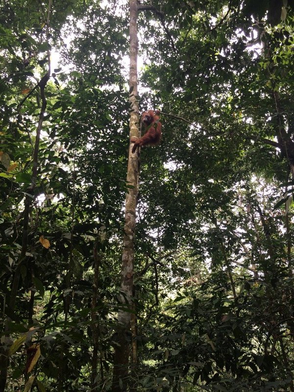 Orangutan spotting!