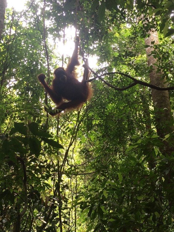 Orangutan saying hello