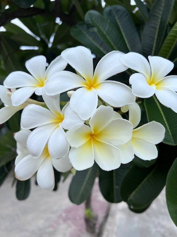 These beautiful frangipani flowers are everywhere. 