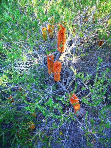 Strange orange aussie plants