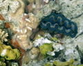 Giant clam in Palau