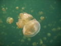 Stingerless jellyfish