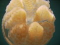 Close up of the stingerless jellyfish