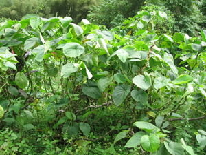 Kava plant | Photo