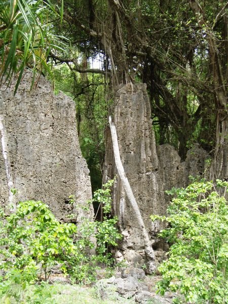 Coral walls amongst the trees
