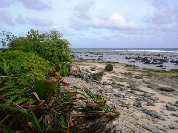 Rocky beach with plants