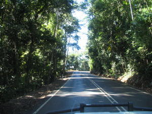 Driving through the Rainforest
