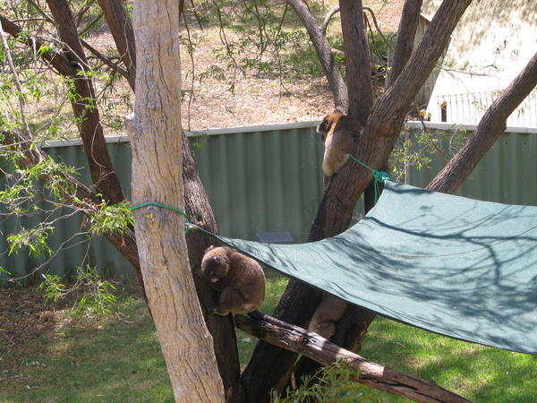 The Koalas take a nap in the heat