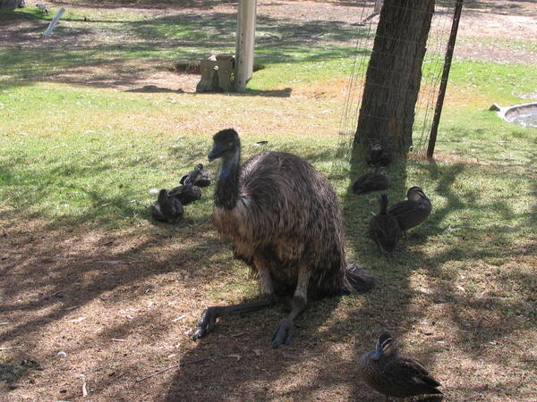 The Emu hangs out with the ducks