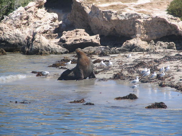 Sea lion stands guard