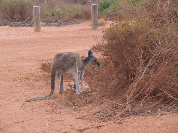 Anorexic kangaroo