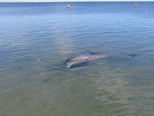 A dolphin poses for us