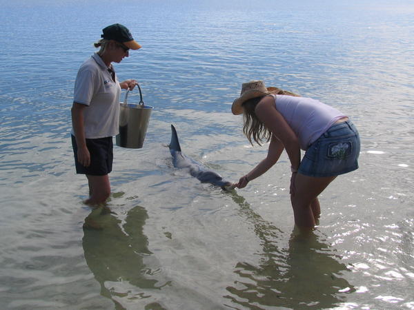 Henriikka feeds the dolphin