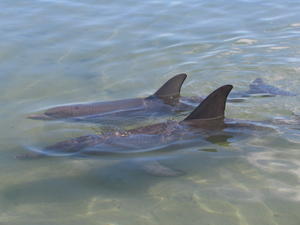 The dolphins up close