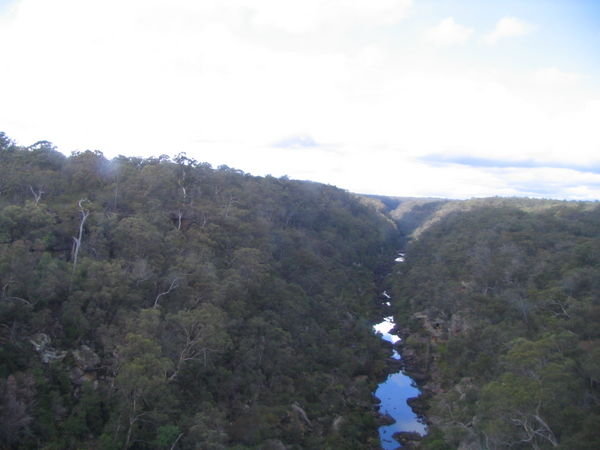 New South Wales forest