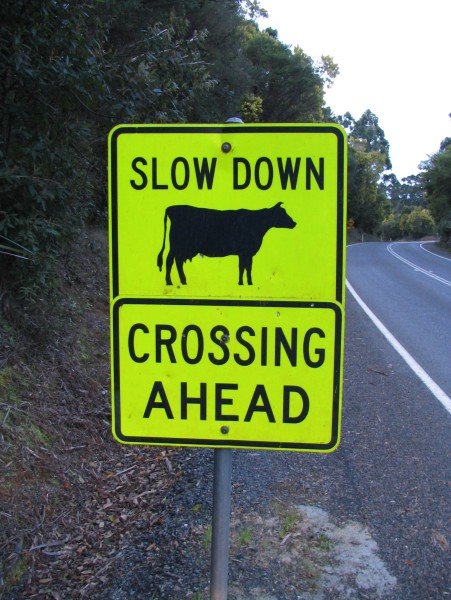 Cow crossing!