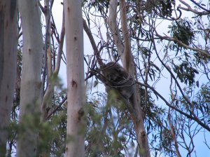 Napping Koala