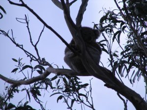 Fat napping koala
