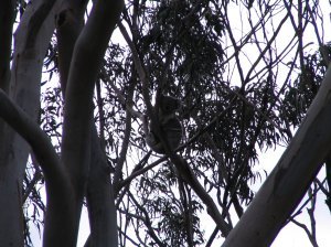Another napping koala