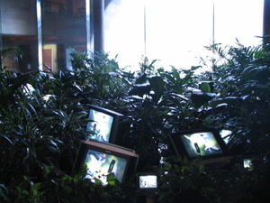 TVs in Plants at National Gallery