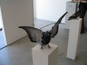 Symbiotica Pigeon