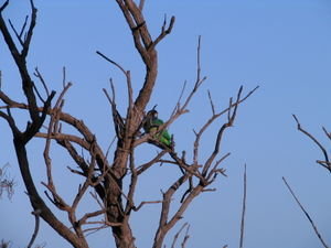 King's Park Parrot