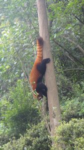 Red panda going down a tree