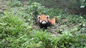 Red panda posing