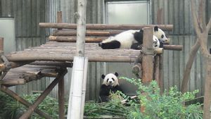Big pandas hanging out