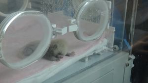 Lil' newborn panda