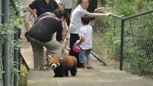A panda gets loose