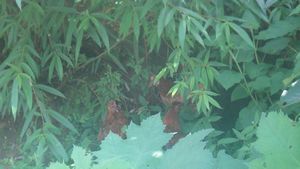 Chickens in the bushes