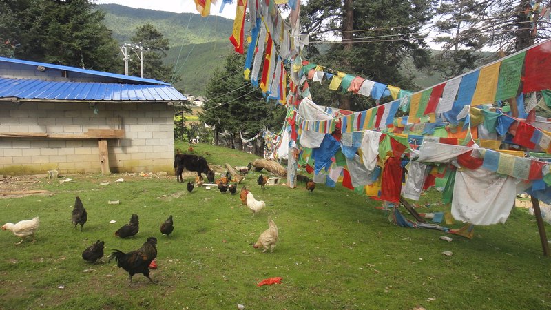 Animals and prayer flags