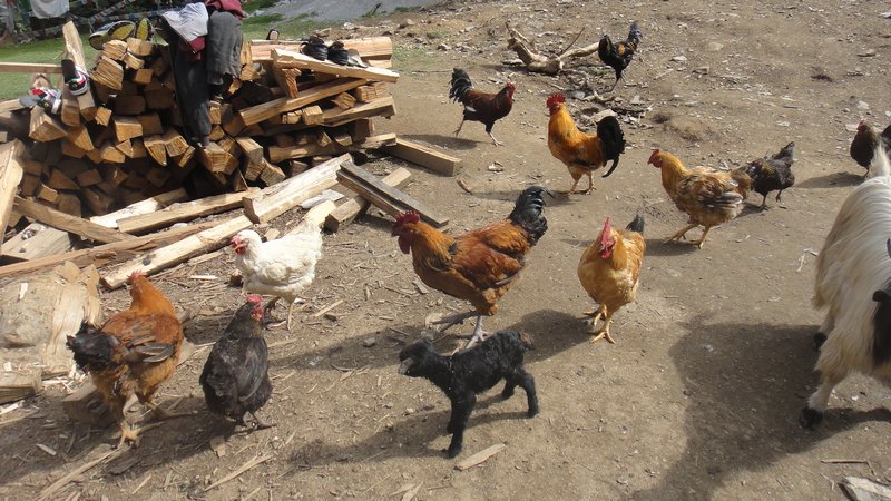 Being chased by chickens