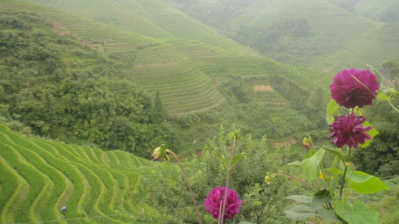 Flowers and rice terraces
