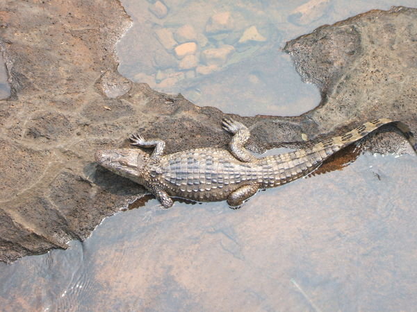 Iguazu Wildlife