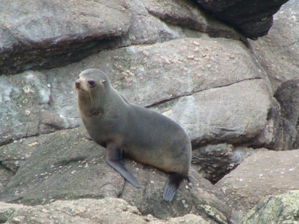 A seal!