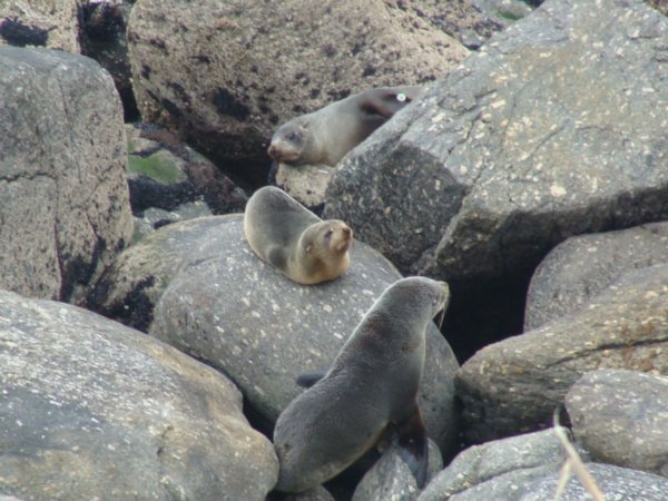 More seals!
