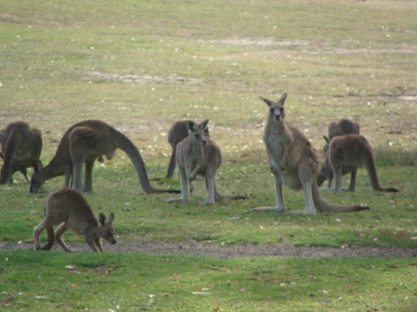 Kangaroos at last!